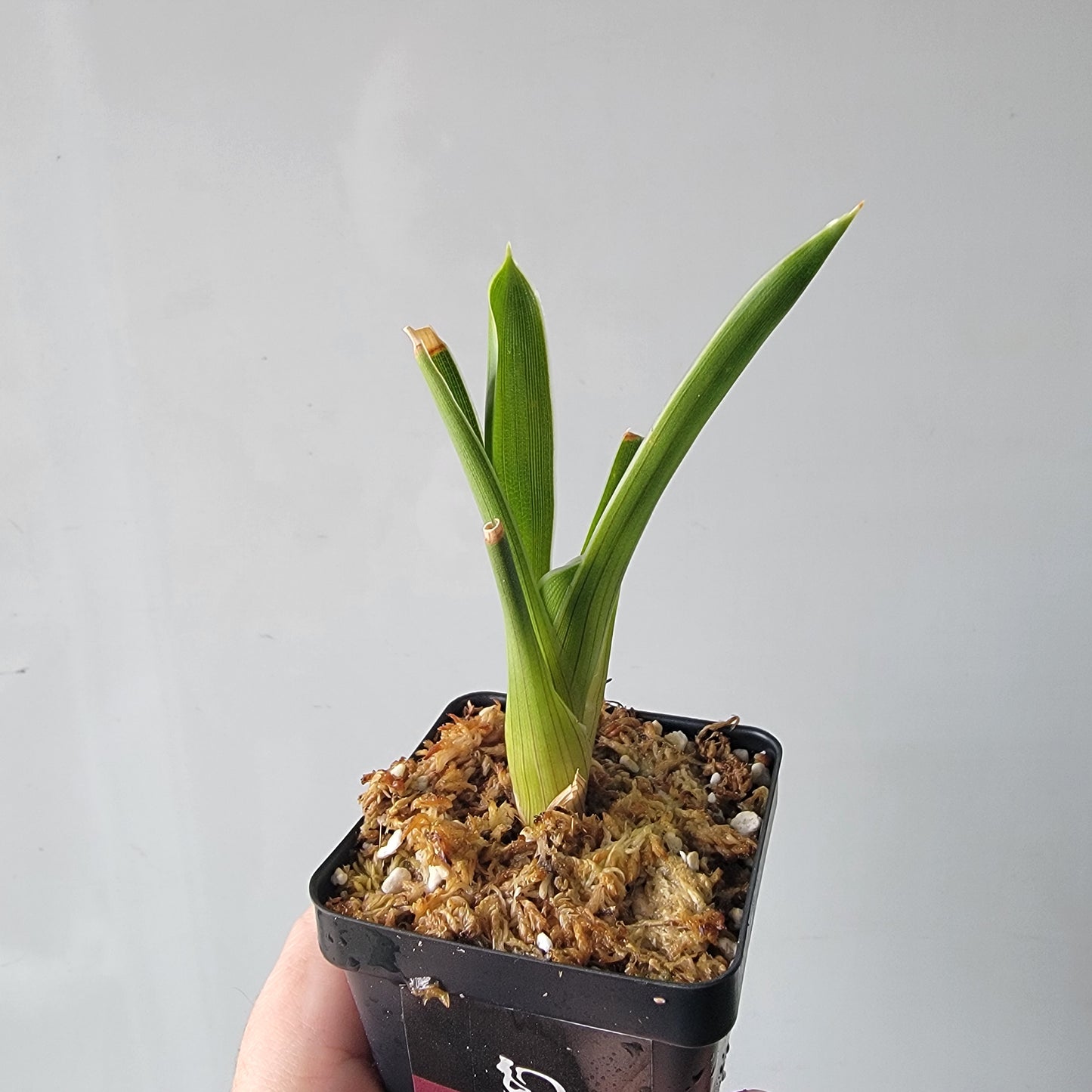 Brocchinia hechtioides BCP