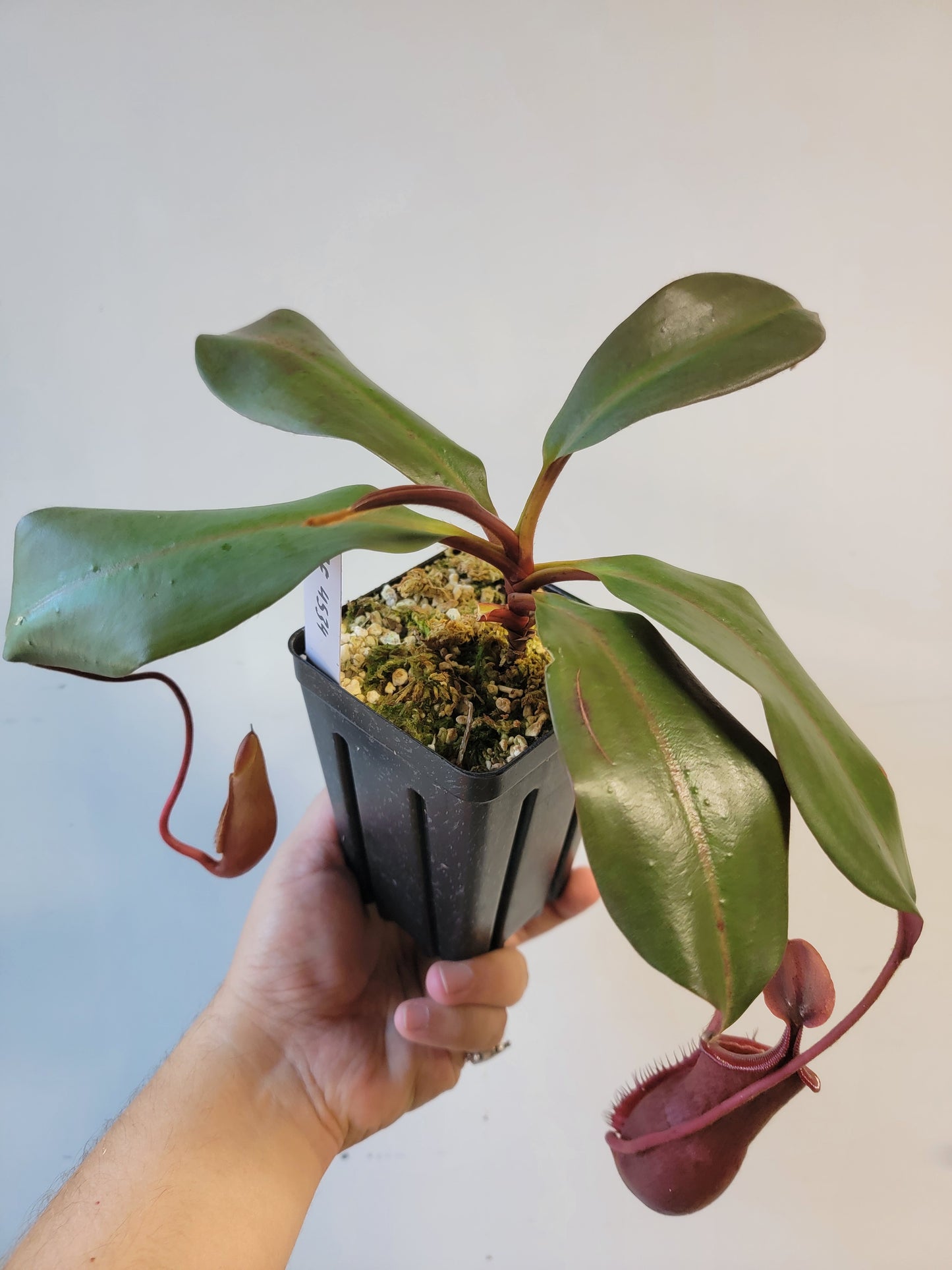 Nepenthes mira x peltata BE