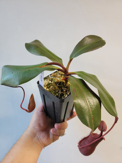 Nepenthes mira x peltata BE