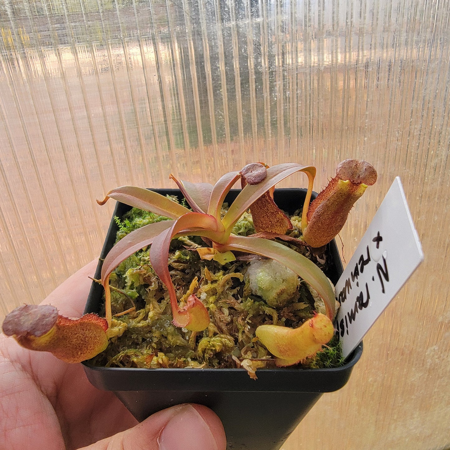 Nepenthes ramispina x reinwardtiana BE