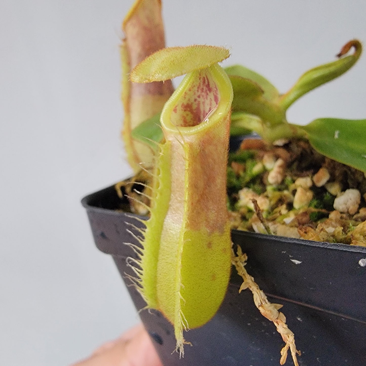 Nepenthes robcantleyi x veitchii 'Sungai Samba' BE