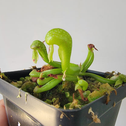 Darlingtonia californica