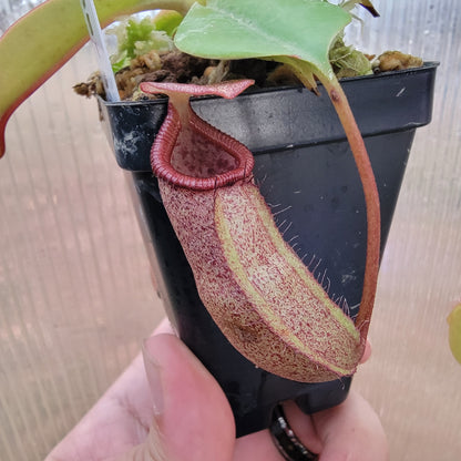 Nepenthes sibuyanensis x robcantleyi BE