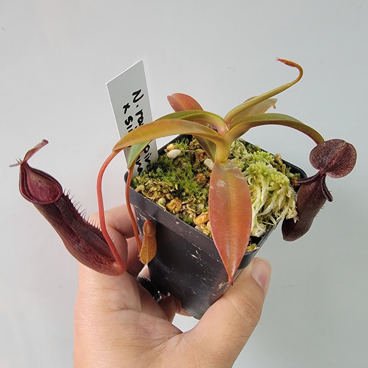 Nepenthes ramispina x singalana BE