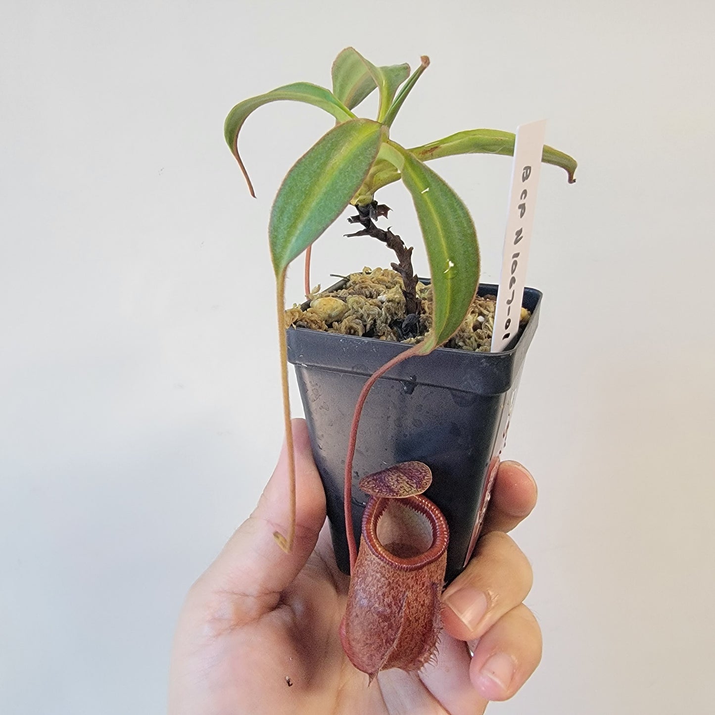 Nepenthes gantungensis BCP
