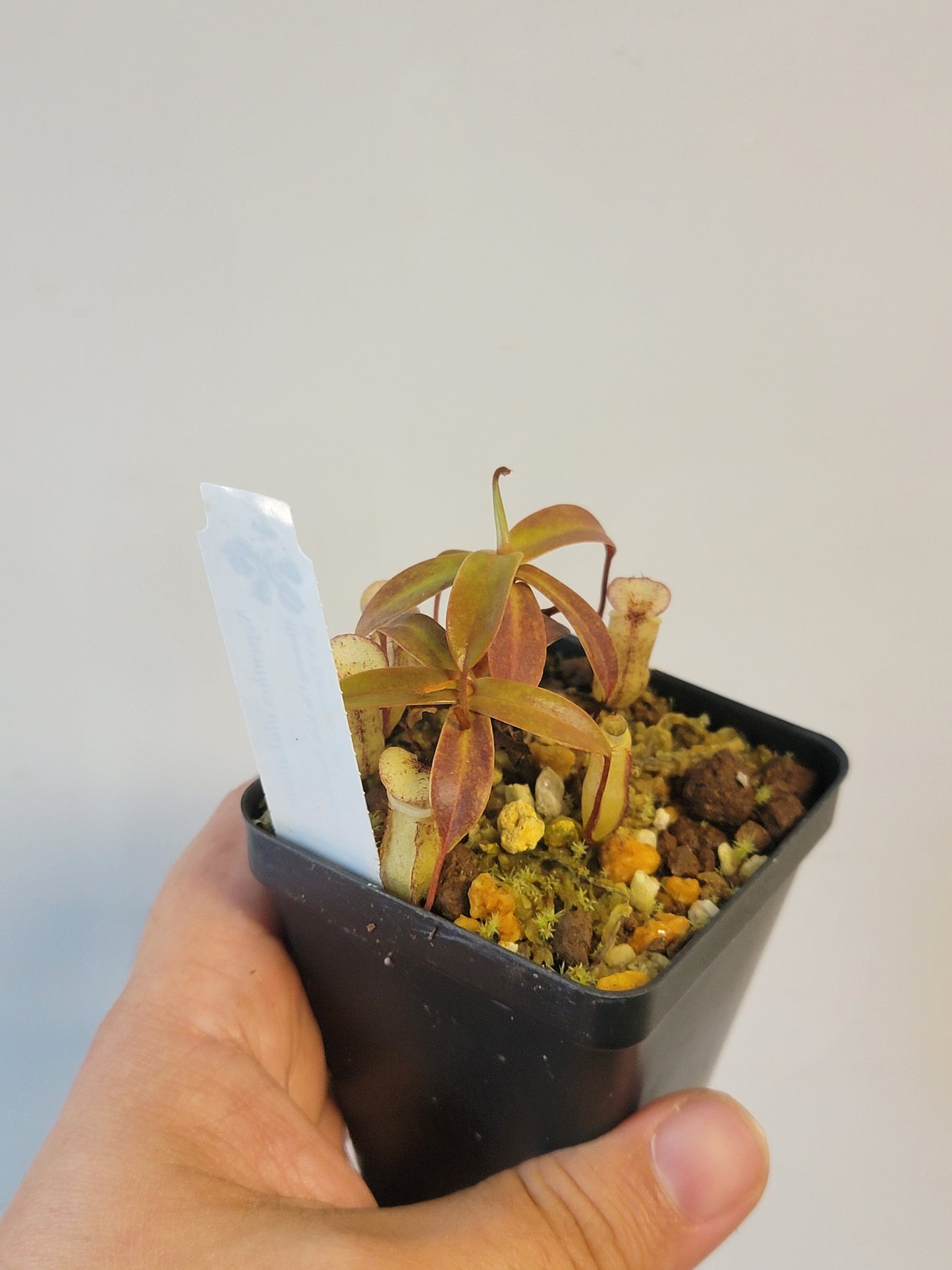 Nepenthes ulukaliana BCP