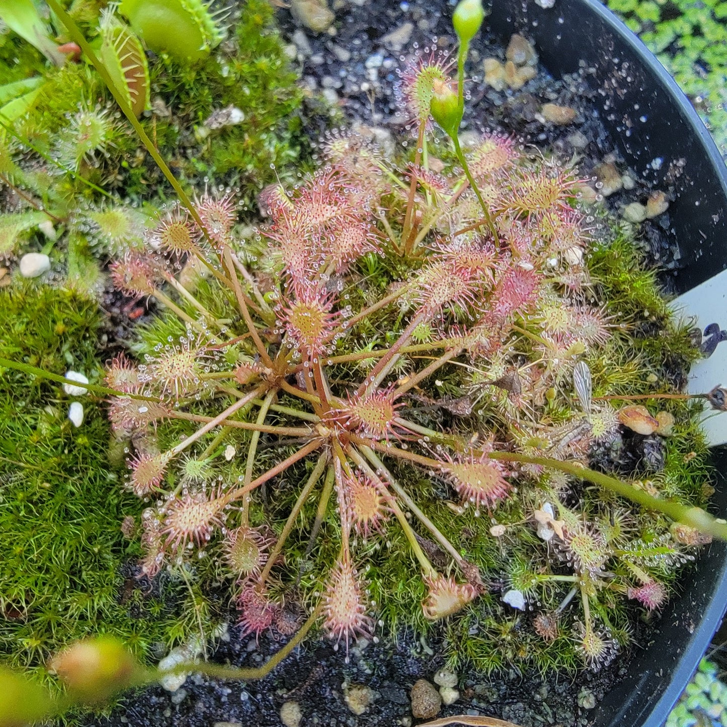 Drosera intermedia bare root