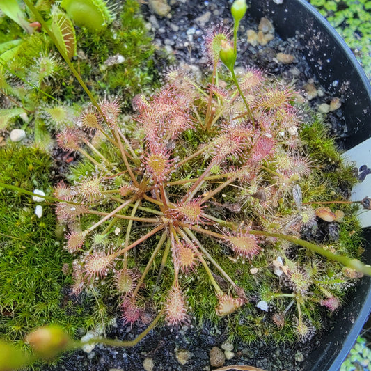 Drosera intermedia bare root