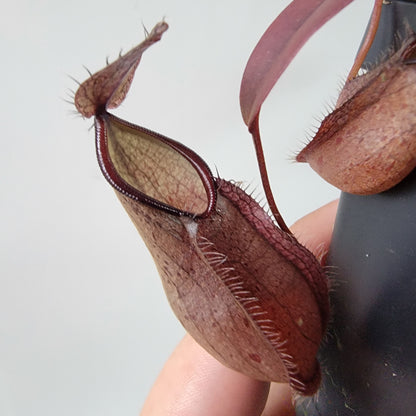 Nepenthes tentaculata BE