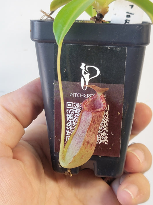 Nepenthes burkei x lowii BE
