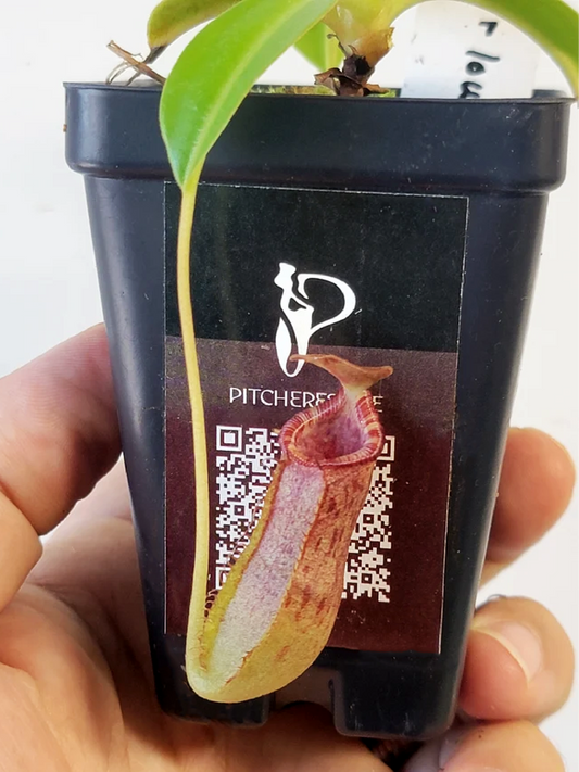 Nepenthes burkei x lowii BE
