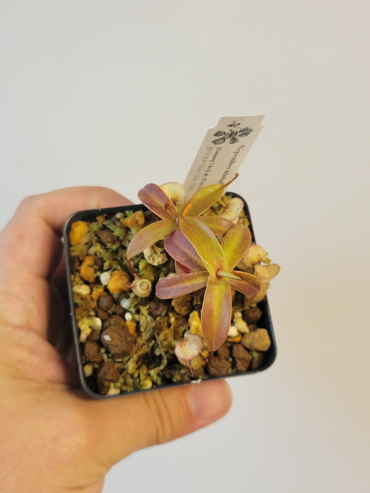 Nepenthes ulukaliana BCP