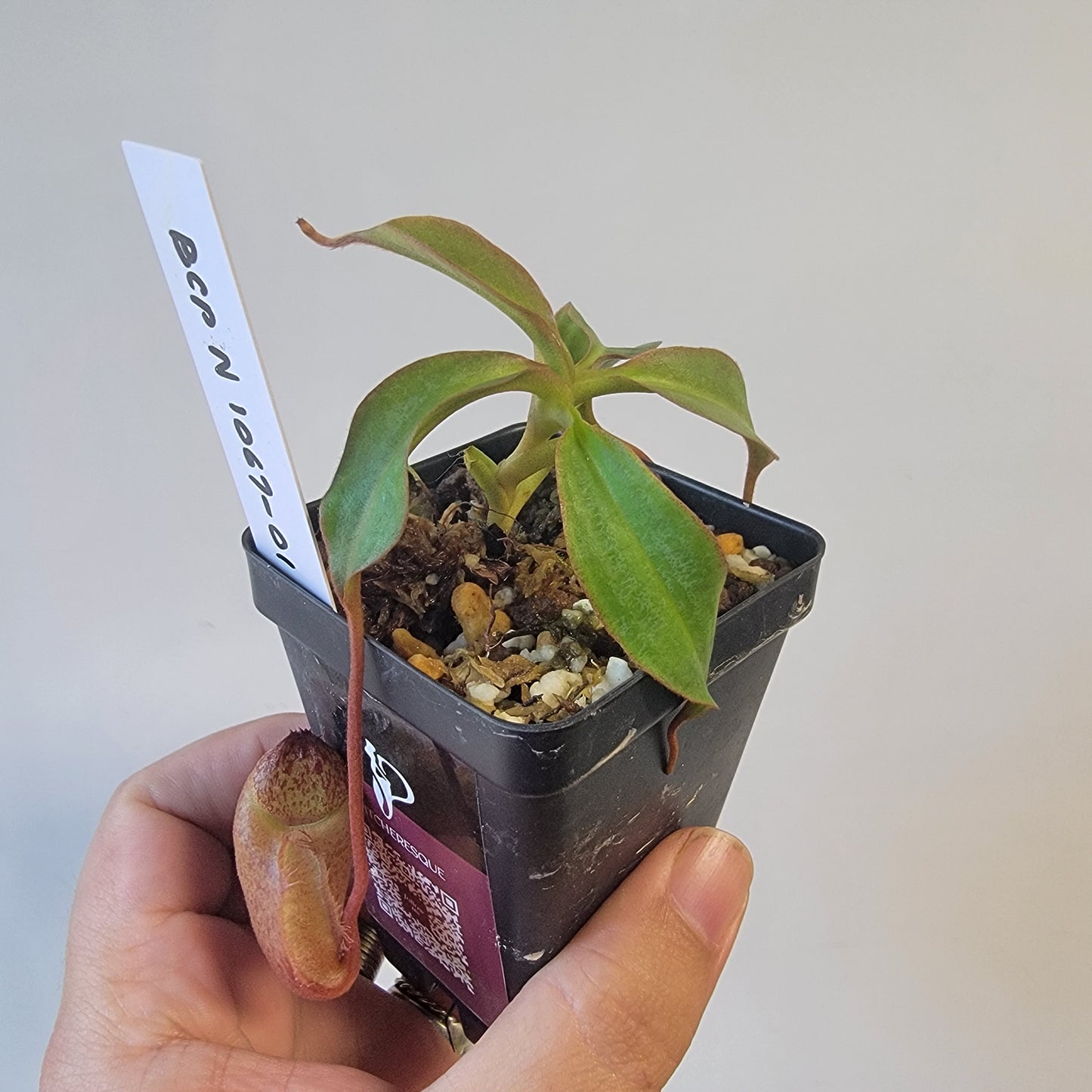Nepenthes gantungensis BCP