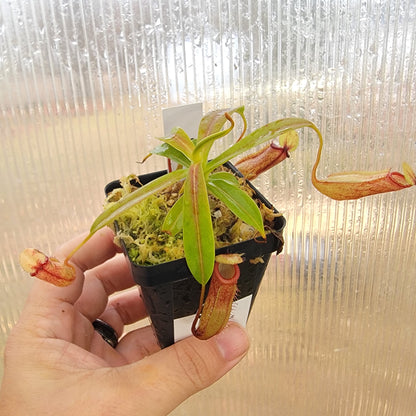 Nepenthes ventricosa x hamata BE