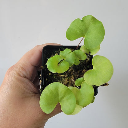 Utricularia reniformis