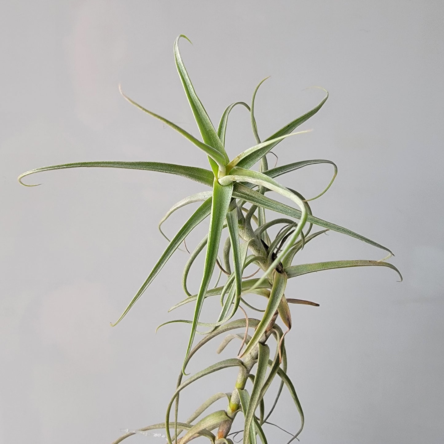 Tillandsia Paleaca X 10"