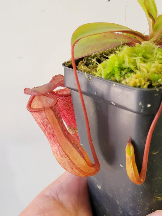 Nepenthes ventricosa x attenboroughii BE