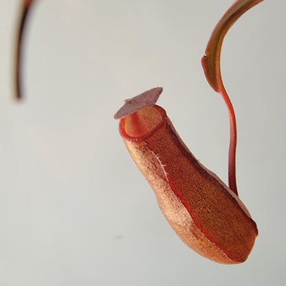 Nepenthes "Rebecca Soper"