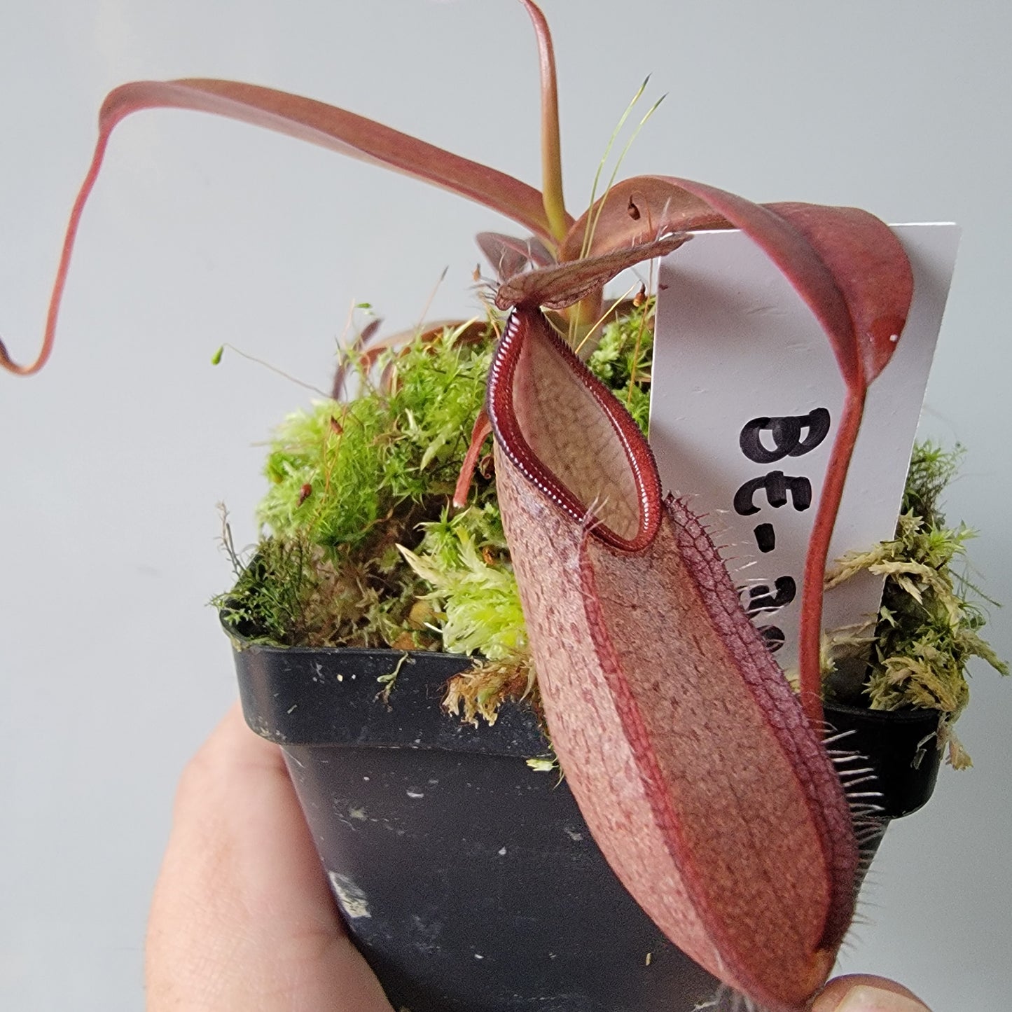 Nepenthes tentaculata BE