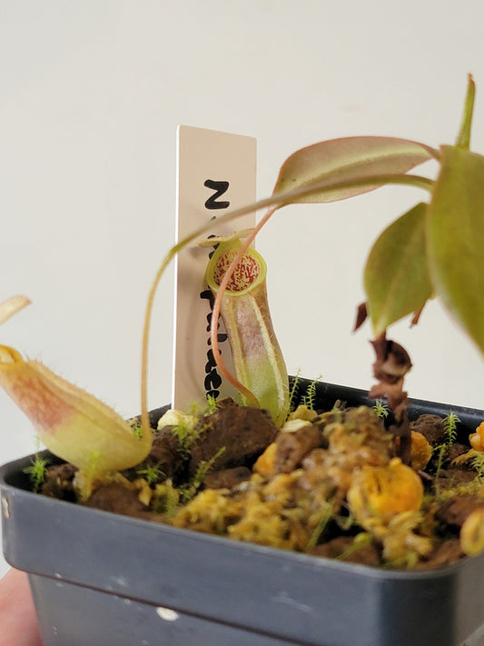 Nepenthes mapuluensis BCP