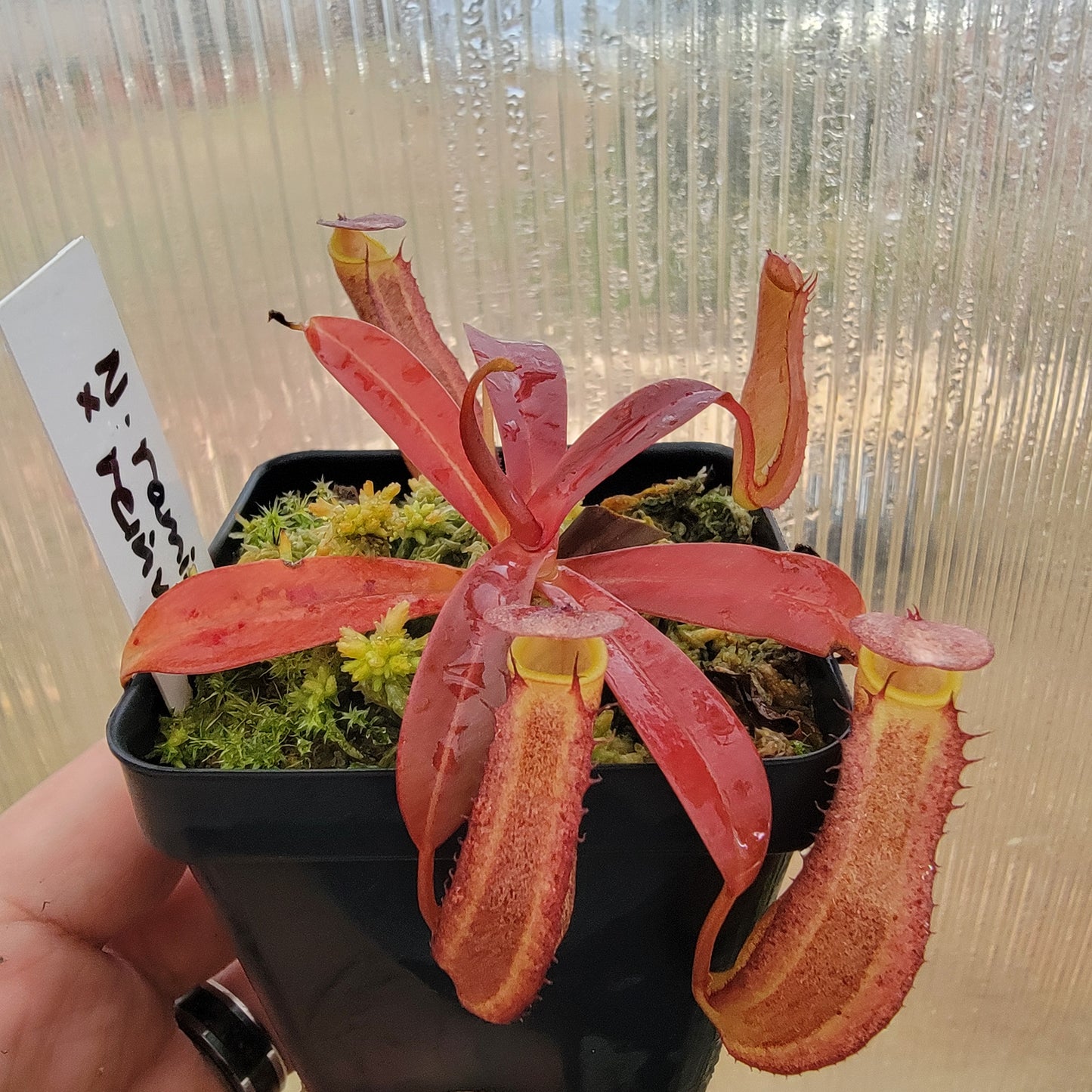 Nepenthes ramispina x reinwardtiana BE