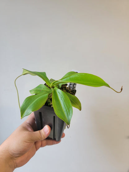 Nepenthes spathulata x spectabilis BE