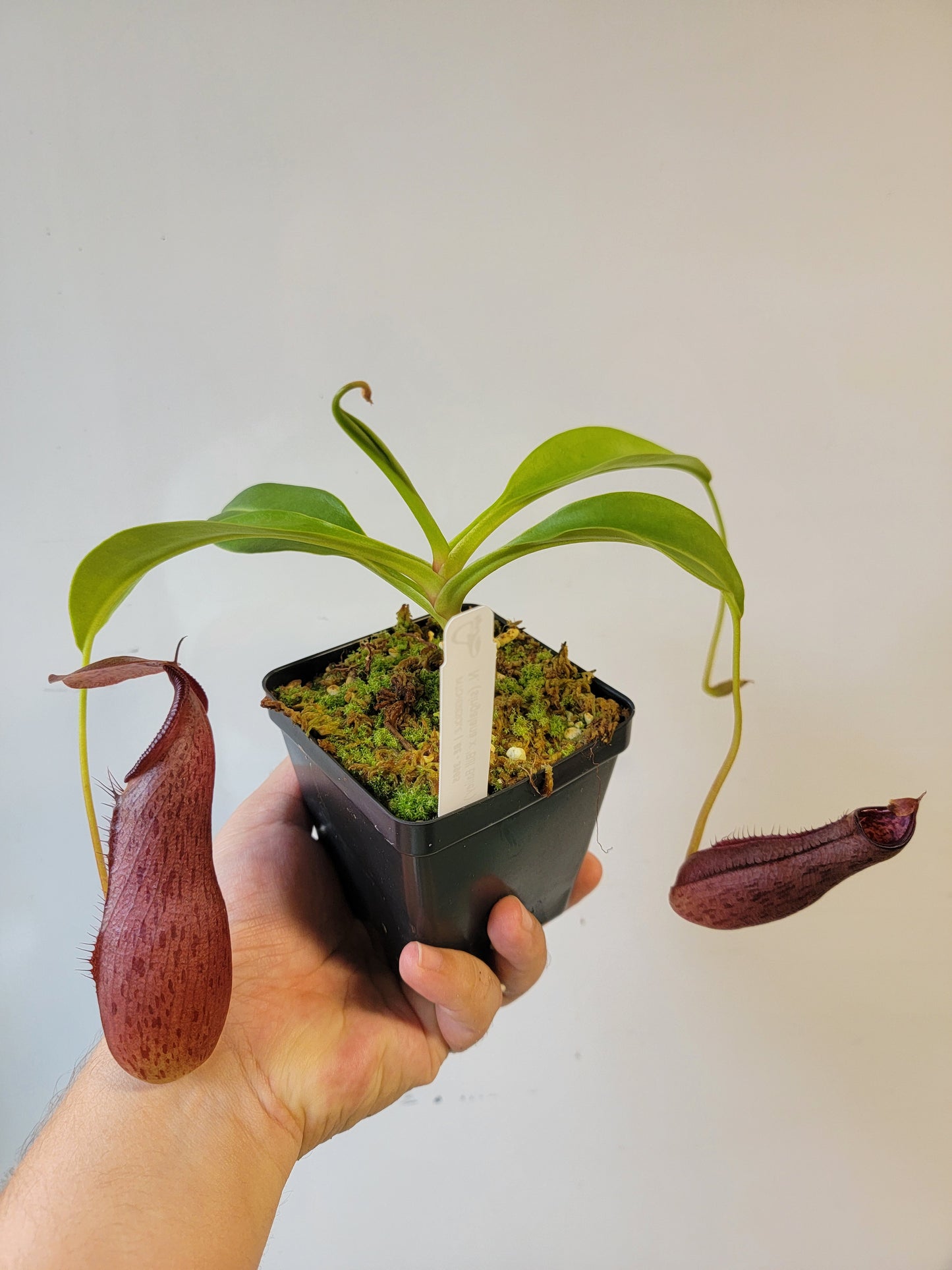 Nepenthes singalana x ventricosa x robcantleyi BE