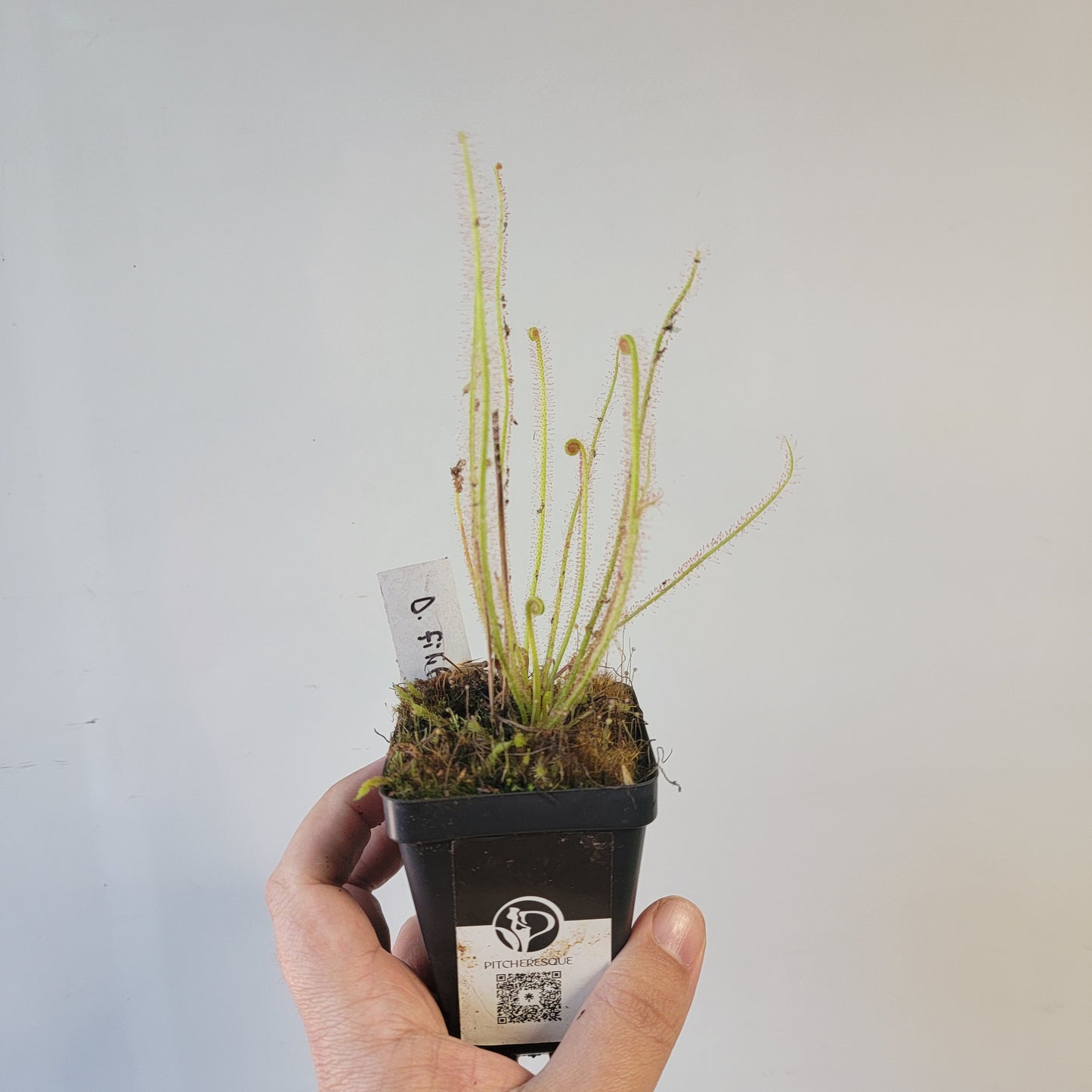 Drosera filiformis