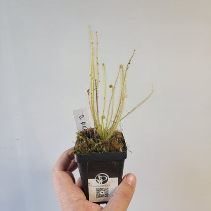 Drosera filiformis
