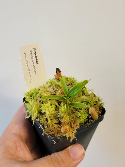 Nepenthes lamii AW
