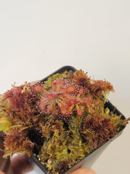 Drosera aff. roraimae BCP