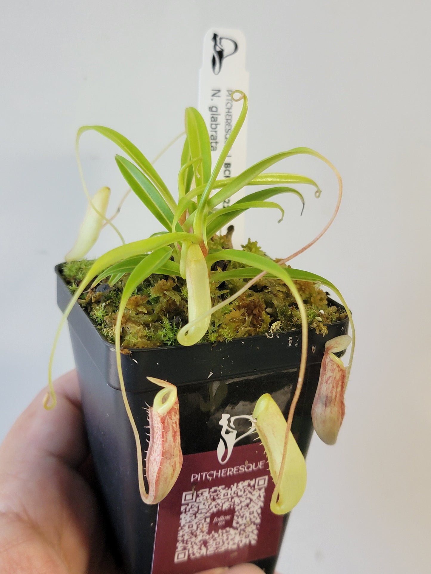 Nepenthes glabrata BCP