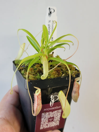Nepenthes glabrata BCP