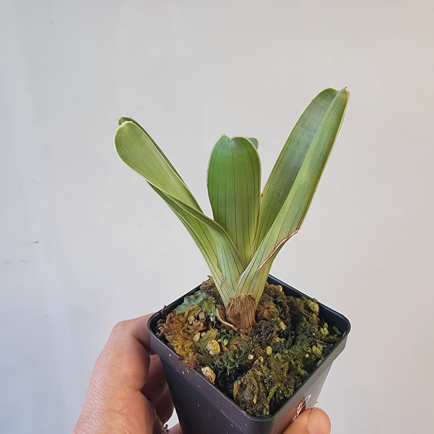 Brocchinia hechtioides (pygmy form) BCP