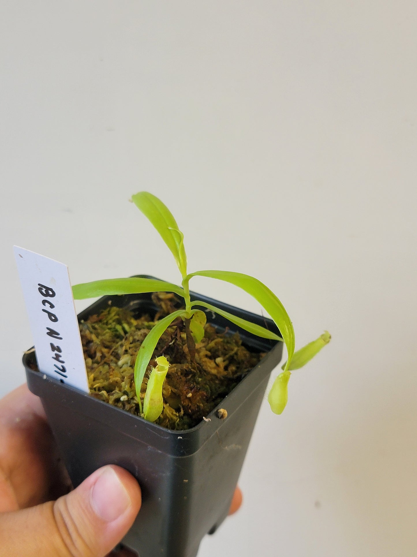 Nepenthes eustachya x gracilis BCP