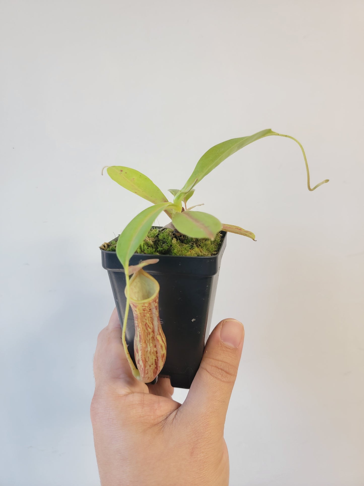 Nepenthes thorelii x maxima (x Rokko) MBRS clone