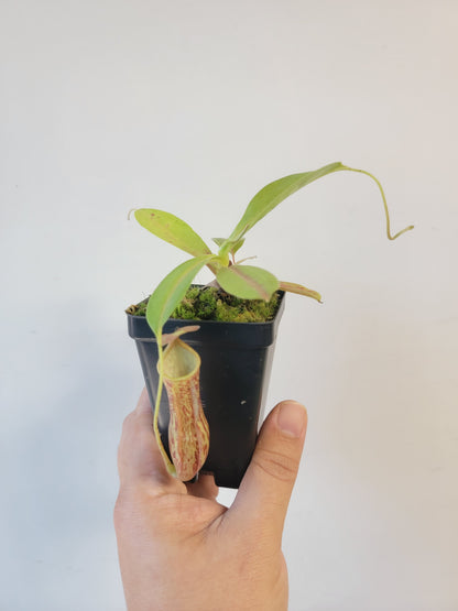 Nepenthes thorelii x maxima (x Rokko) MBRS clone