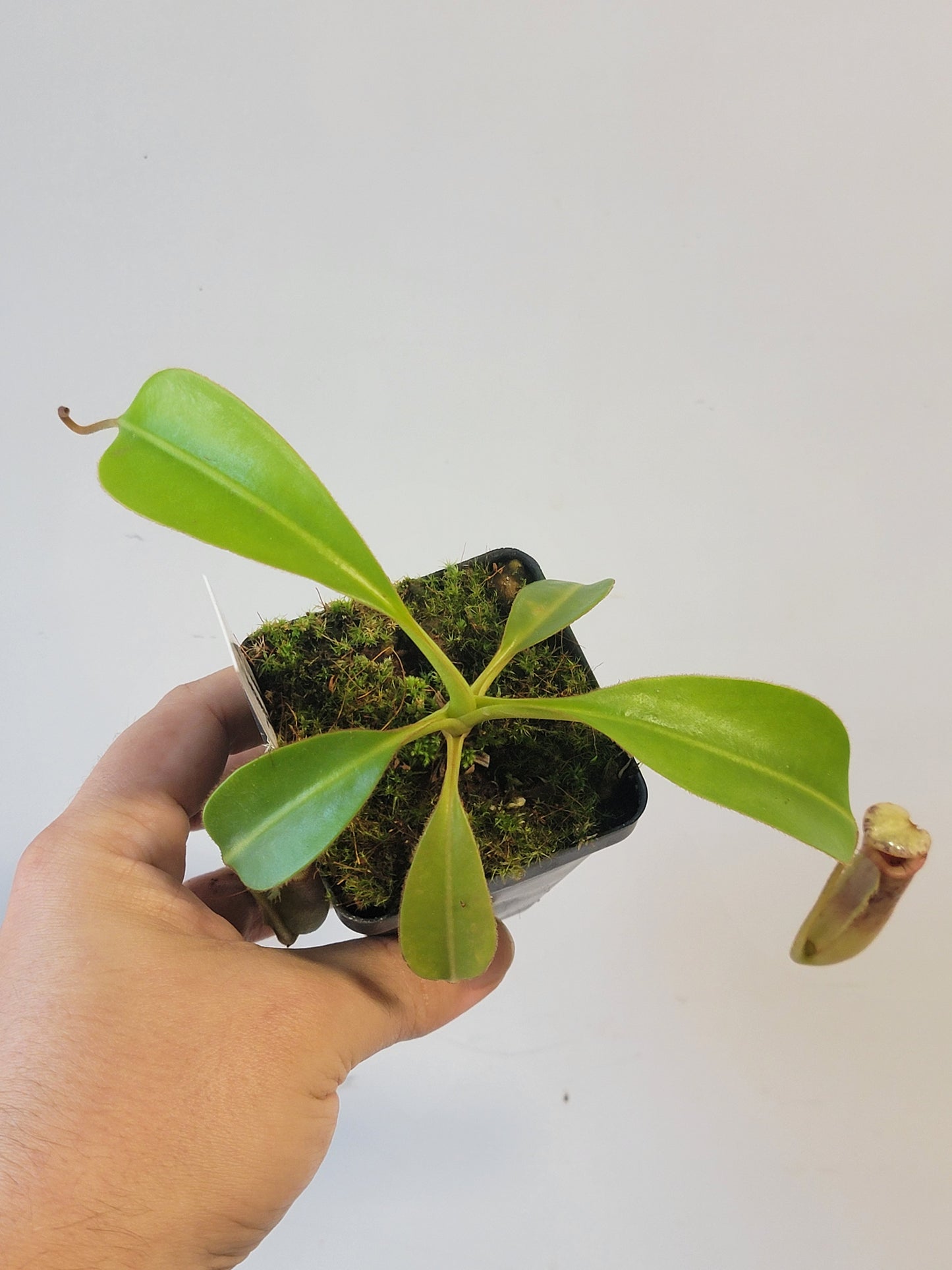 Nepenthes xTrusmadiensis x burbidgeae BE
