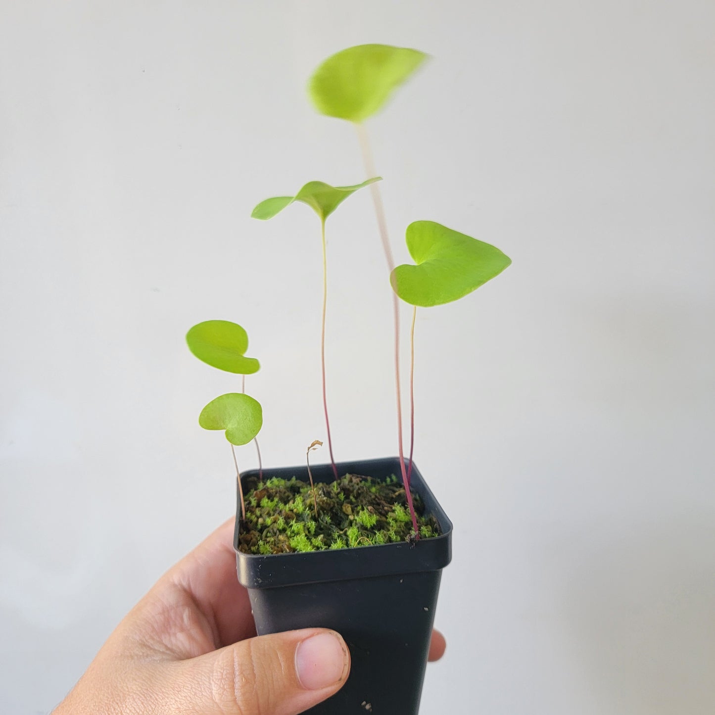 Utricularia reniformis
