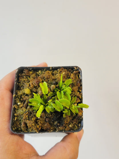 Dionaea musc. "GJ Shir Khan"