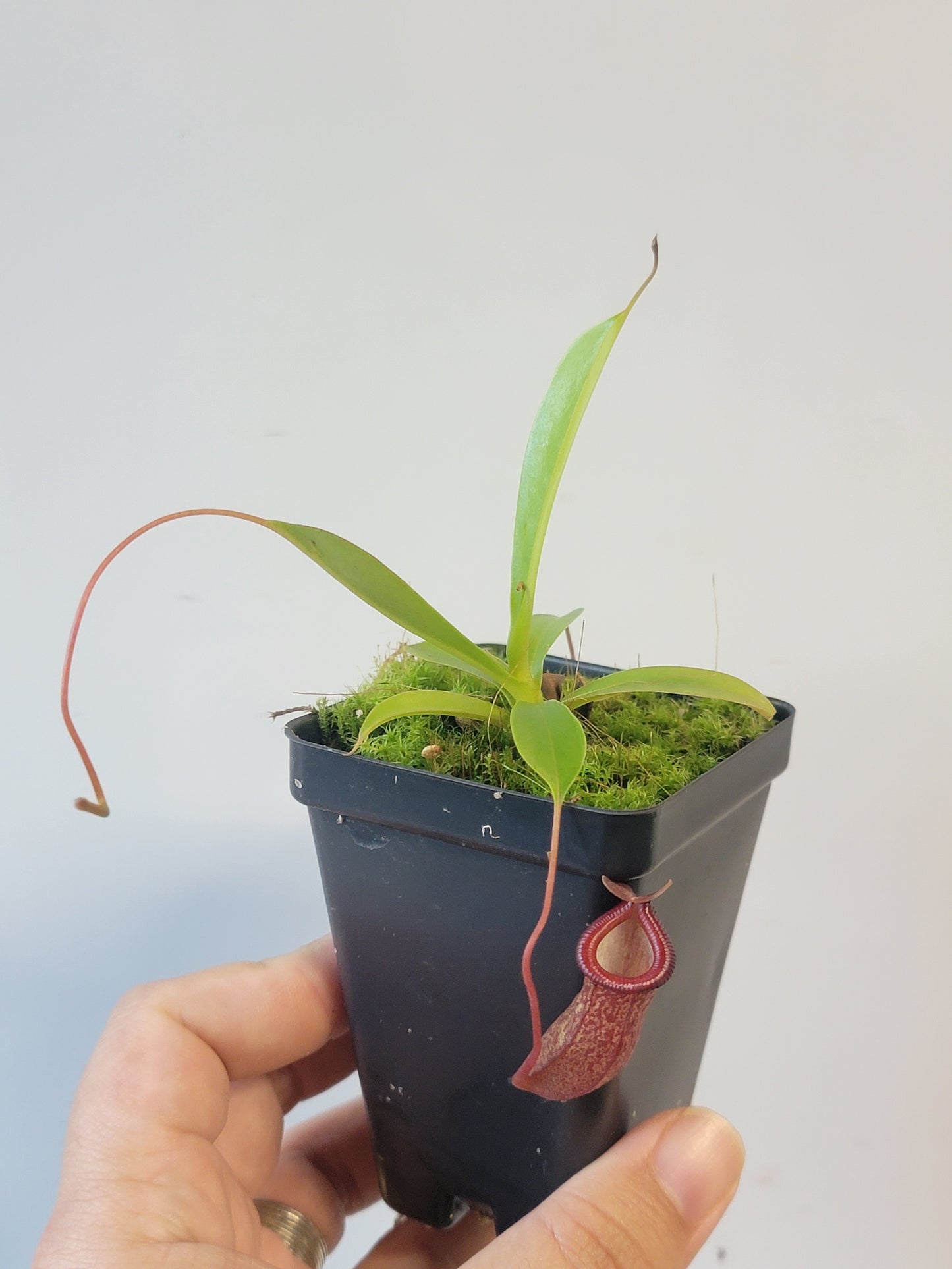 Nepenthes ventricosa x sibuyanensis x flava EP