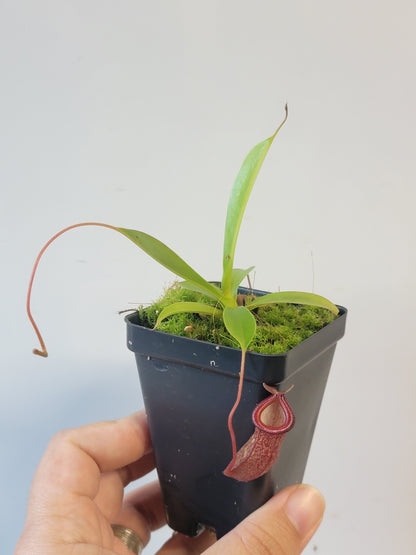 Nepenthes ventricosa x sibuyanensis x flava EP