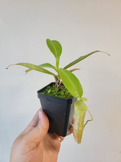 Nepenthes thorelii x maxima (x Rokko) MBRS clone