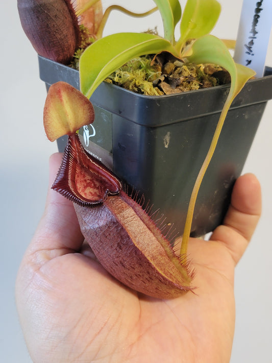 Nepenthes robcantleyi x ovata BE