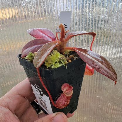 Nepenthes peltata BE