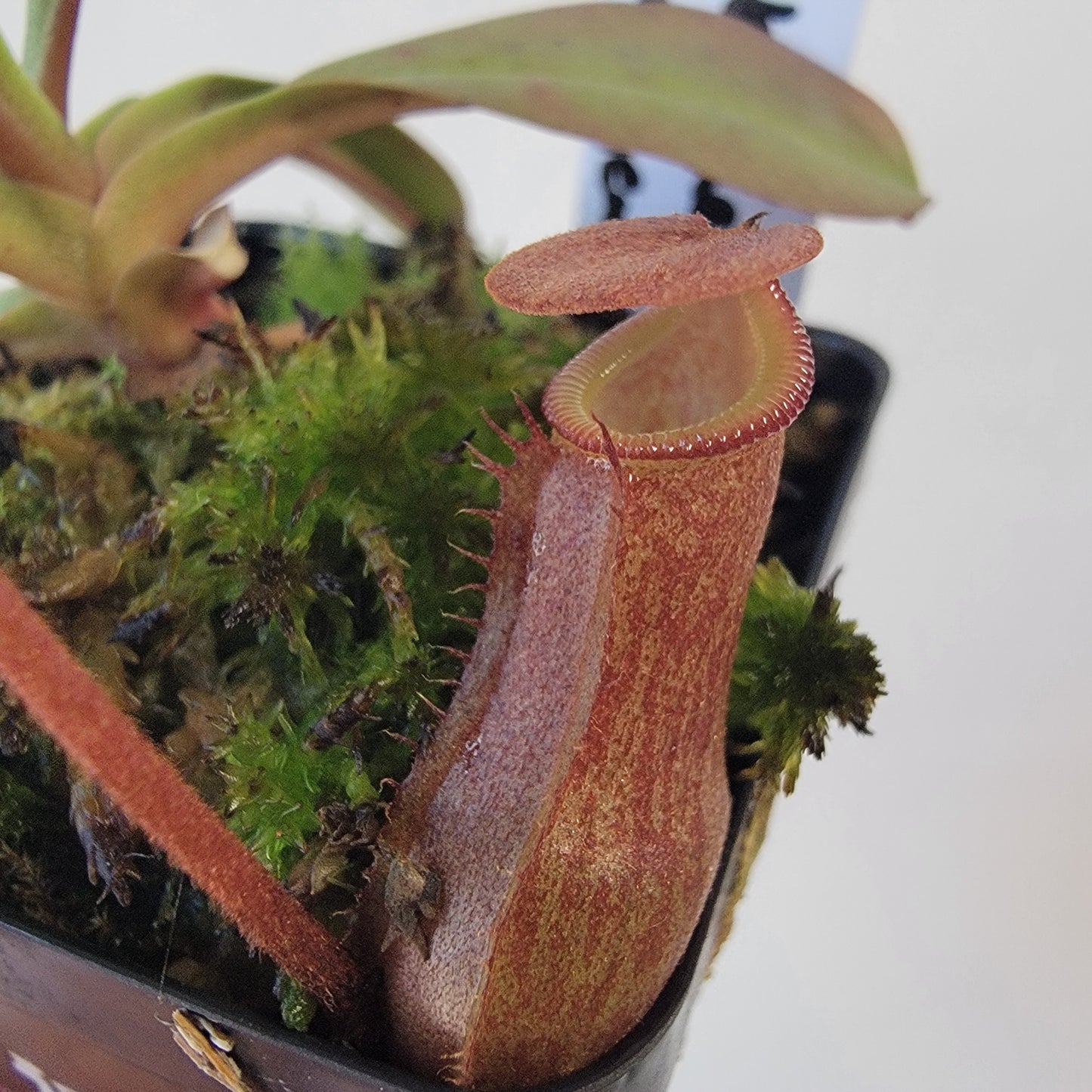 Nepenthes burkei x burbidgeae x edwardsiana BE