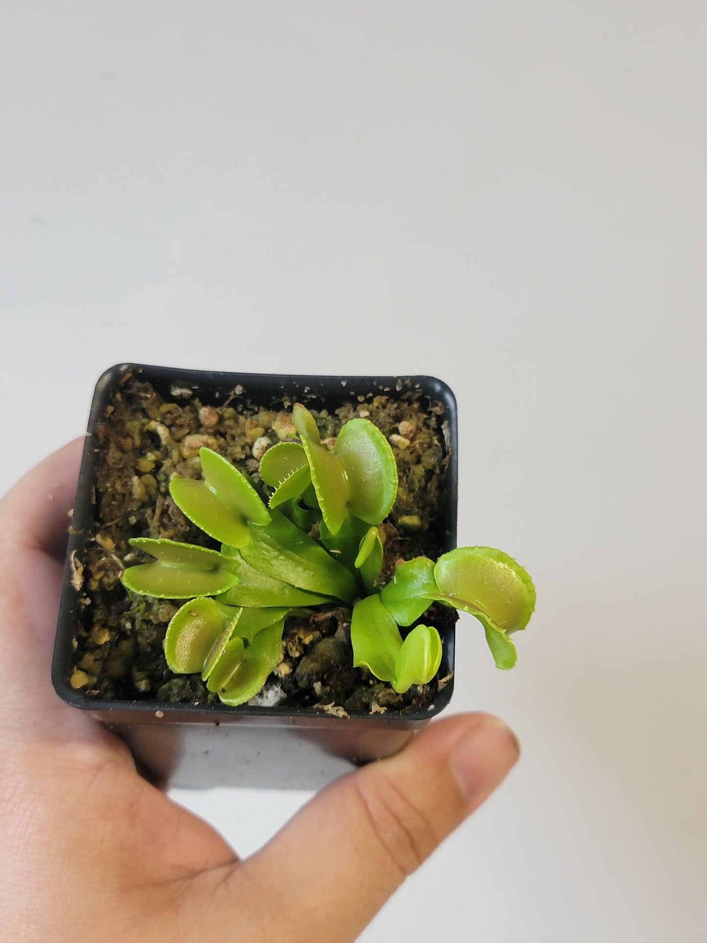 Dionaea musc. "Adentate"