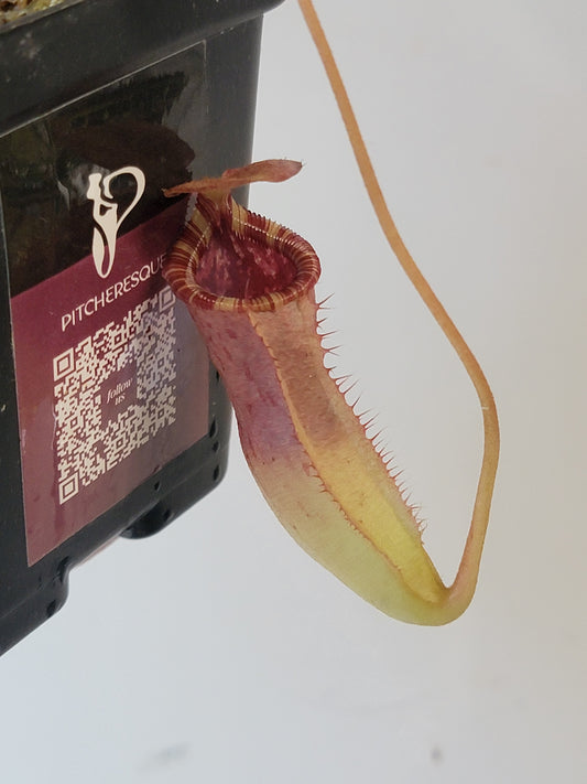 Nepenthes sibuyanensis x veitchii x lowii BE
