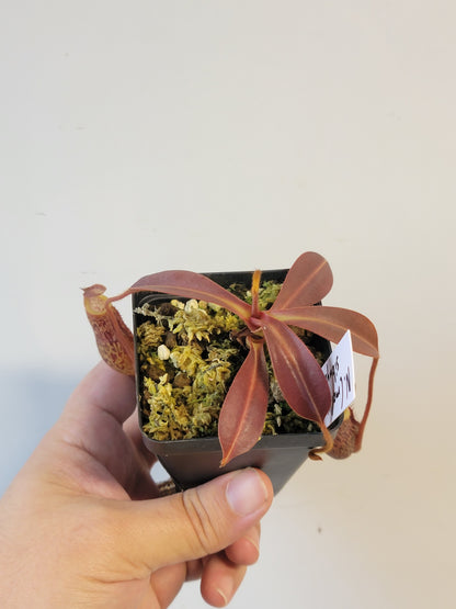 Nepenthes mollis x sibuyanensis BE