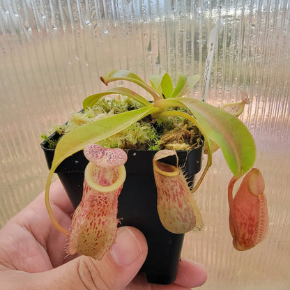 Nepenthes glabrata x veitchii BE